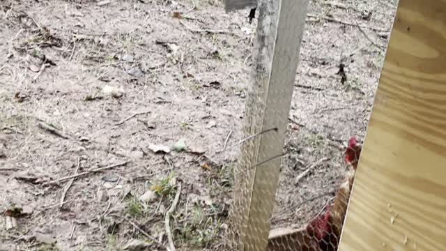 Mama Chicken Chases off Slithering Coop Intruder