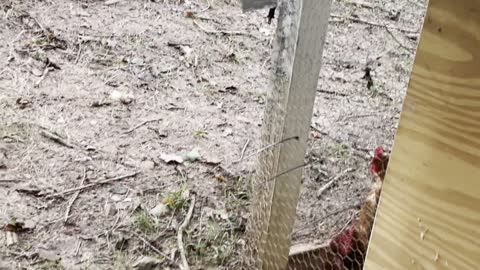 Mama Chicken Chases off Slithering Coop Intruder