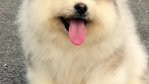 Do you like running and smug puppy