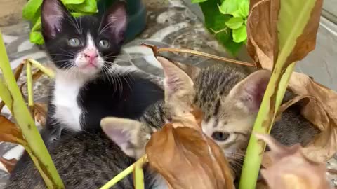 Cute Cats Very Nice Playing