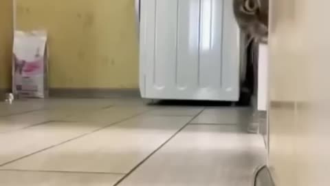 Cute Cat 🥰