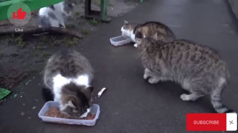Baby cat ep2 #cat #foryou #famous #catlovers