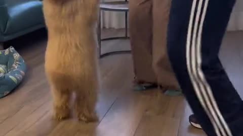 The dog dance