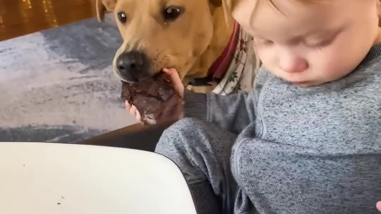 funniest pet fails
