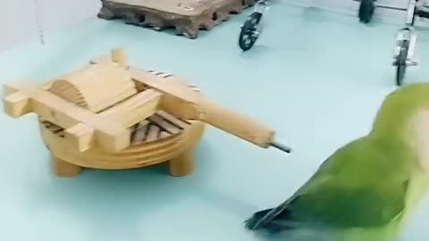 playful parrot enjoying the moments.