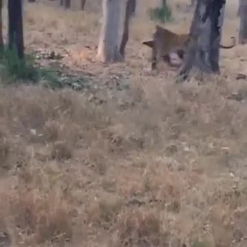 Wildlife in Close view with different perspective.