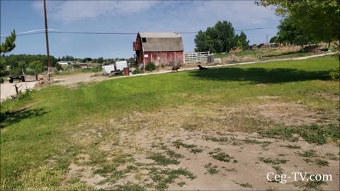 Graham Family Farm: Spraying Goat Head Weeds