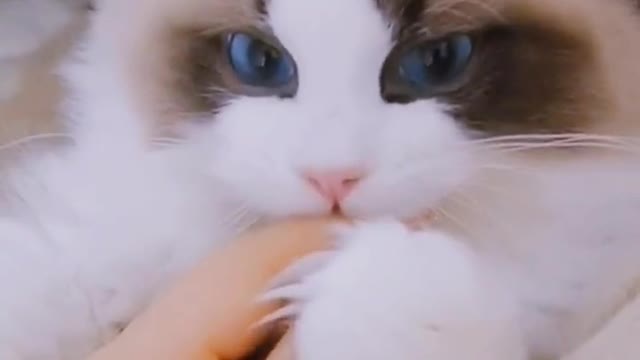 cat