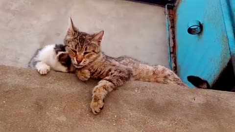 Cute kittens and mother cat.