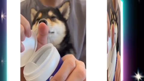 "Pampering Paws: Doggy Mani-Pedi Day!"