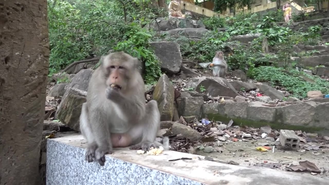 Animal funny moments 😂