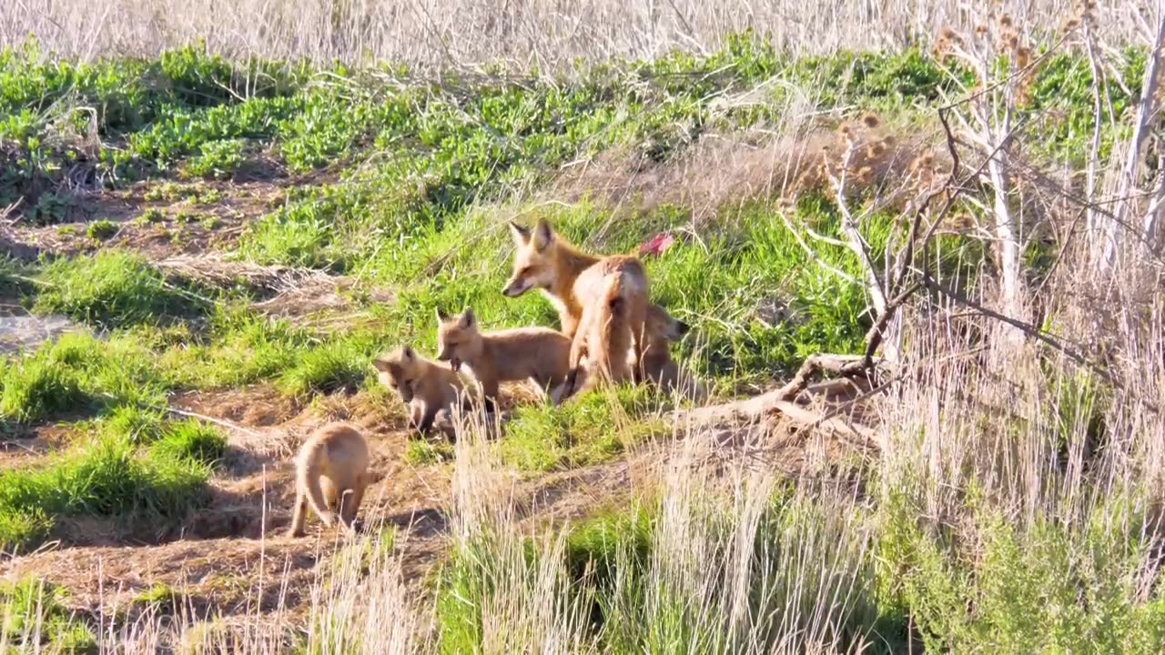 Animal Families - Adorable Scenes Of Wild Animal Families | Relaxation Film