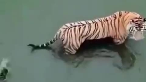 To be quicker than intellect, not by force #shorts #viral #shortsvideo #video