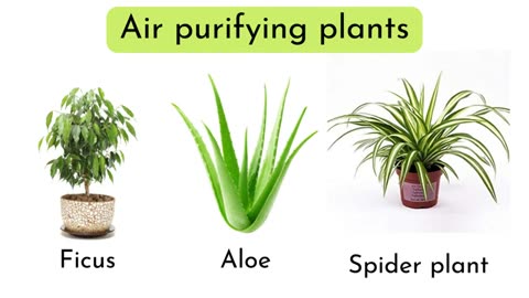 6 home indoor air purifier plants