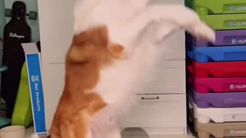 Smart dog