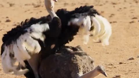 The ostrich amazing video clip