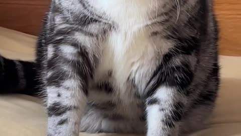 Cat Punch!