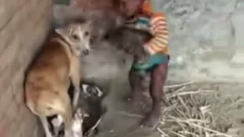 A baby try to snatch puppy from puppy's mother