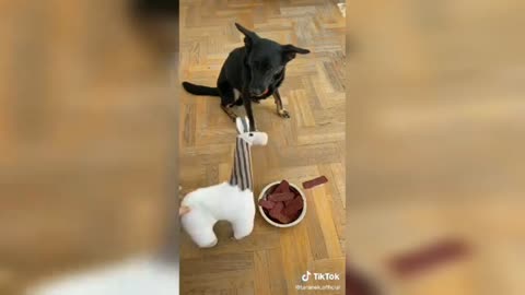 Funny Dog Tiktoks!