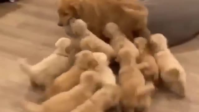 Teaching the small floofs