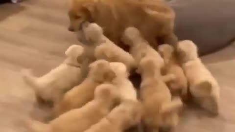 Teaching the small floofs