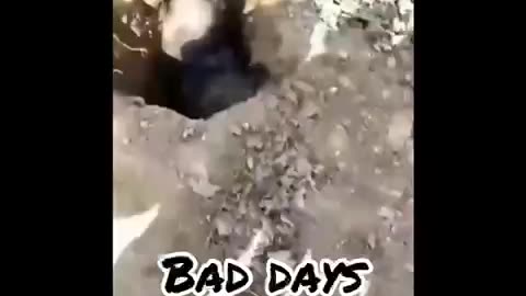 Bad days on 🐶 dogs #funny video #`Amazing