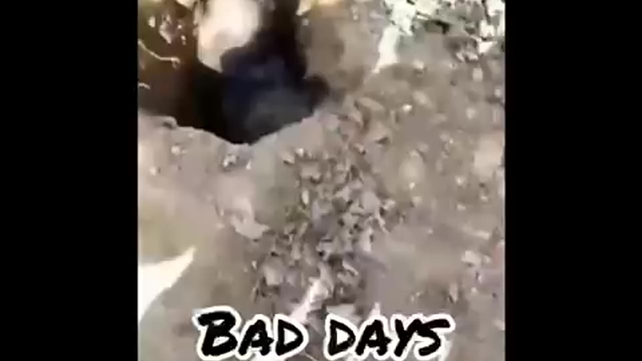 Bad days on 🐶 dogs #funny video #`Amazing