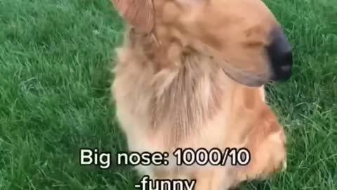 Ultimate Funny Dogs Compilation! 🐕 Most Viral DOGS on the internet! 🥰