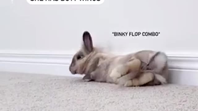 Our adorable rescue bun has an important message