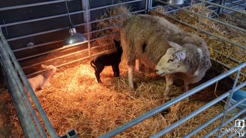 Lambing season has officially begun at Cannon Hall Farm