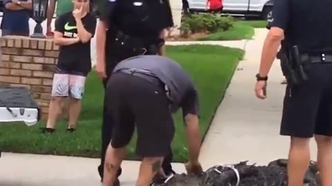 Restrained alligator knocks out man after being taunted