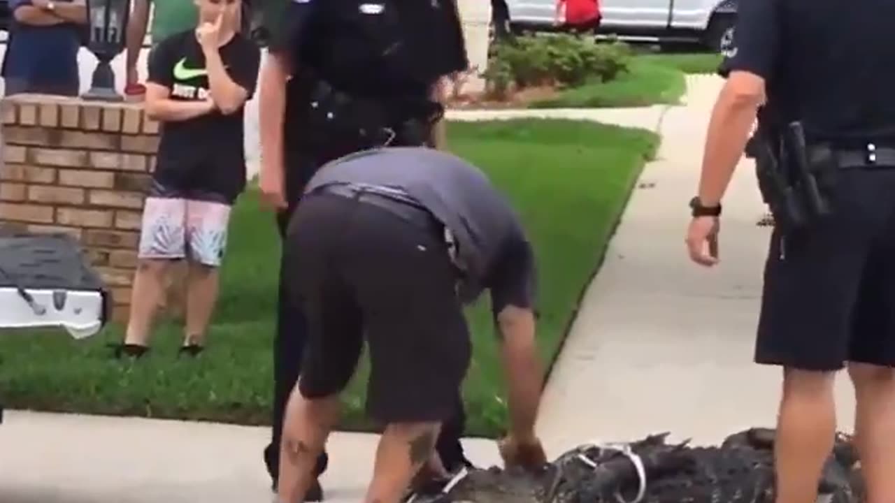 Restrained alligator knocks out man after being taunted