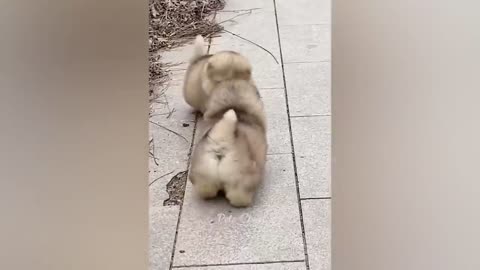 FUNNY VIDEO OF ANIMALS