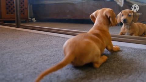 Little puppy can't recognize its own image on the mirror.