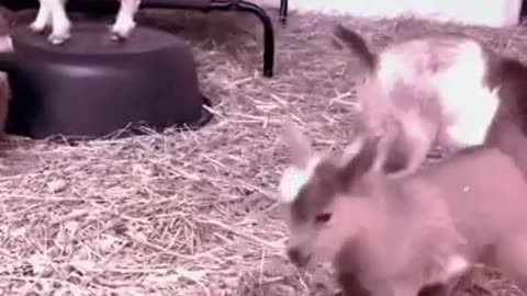 Are you looking for a way to add some laughter and joy to your day?