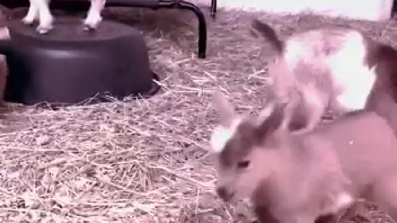 Are you looking for a way to add some laughter and joy to your day?