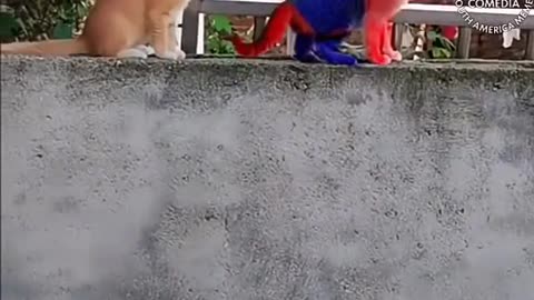 Funniest Cat Video | Spidey Cat Video |