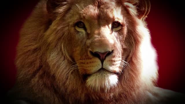 King lion