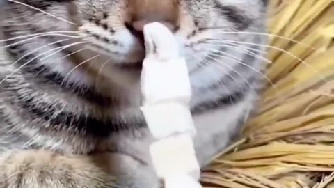 🐵The Wackiest Animal Moments Caught On Camera😂 _ Animals LOL Moments #funnyanimals #shorts