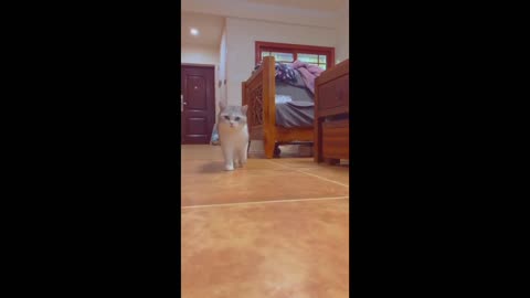 Cat vedio