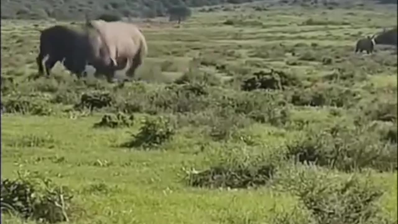 Dangerous fight between rhinoceros and buffalo😱⛔