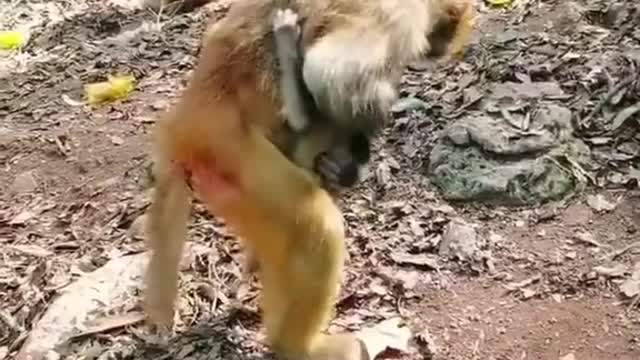 # Cute animals#26