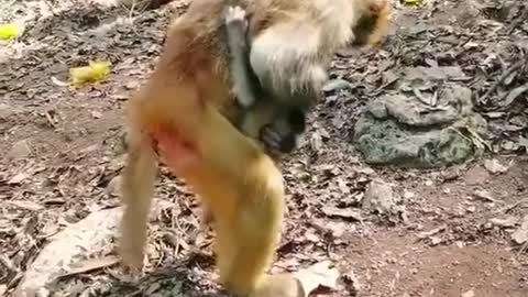 # Cute animals#26
