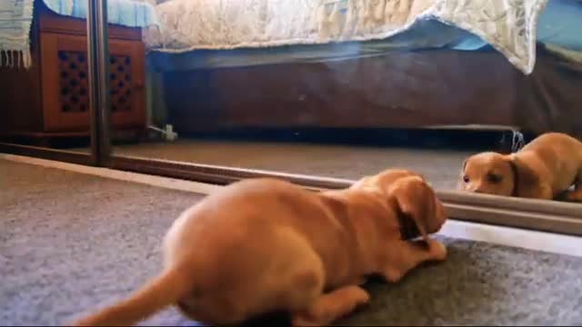 Funny Dog Videos 2021 It's time to LAUGH with Dog's life Thanks For Watching !