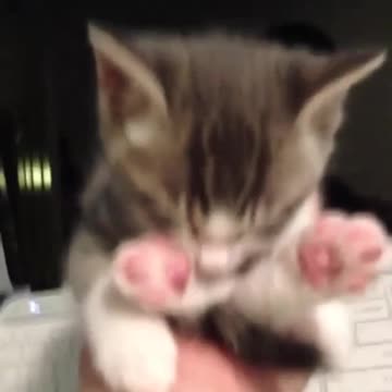 A cute kitten