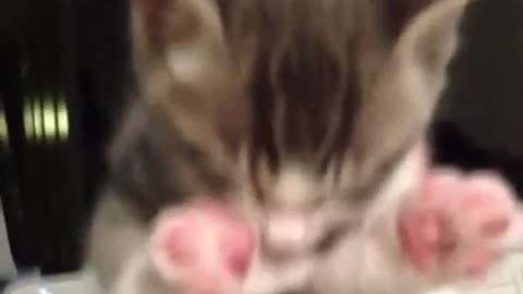 A cute kitten