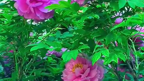 Relaxing Music 24/7, Sleep Music, Stress Relief Music, Spa, Meditation, Yoga, Zen, Sleeping Music🔴