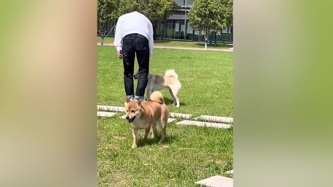 Funny Animals That Will Definitely Brighten Your Day Funniest Animals