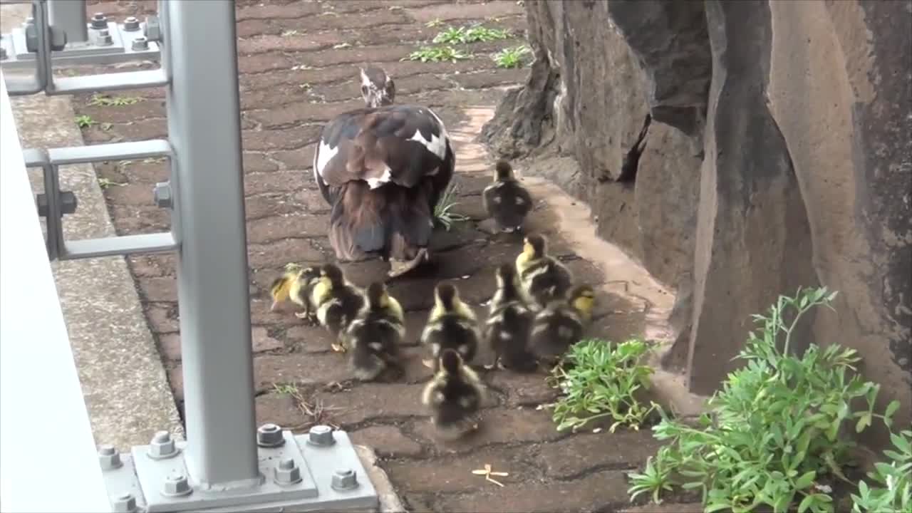 Duck lose its baby