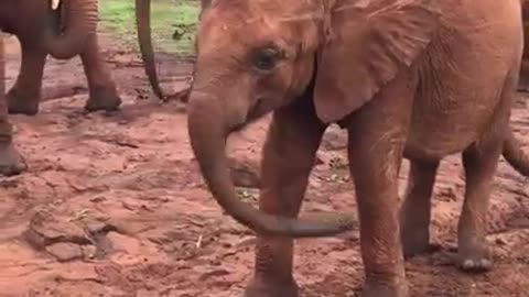 Elephant playing